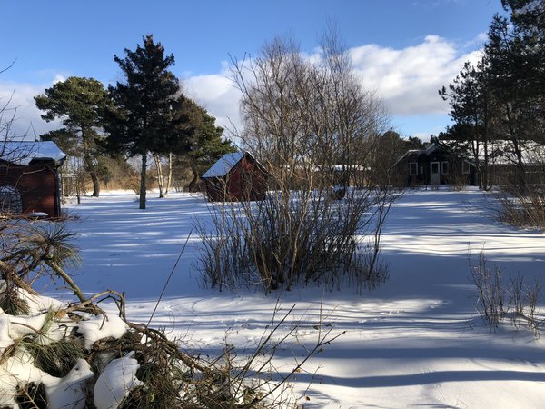 Sne landskab